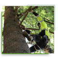 How Can Professional Tree Cutting Services Enhance Your Portland Property's Curb Appeal