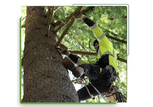 How Can Professional Tree Cutting Services Enhance Your Portland Property's Curb Appeal